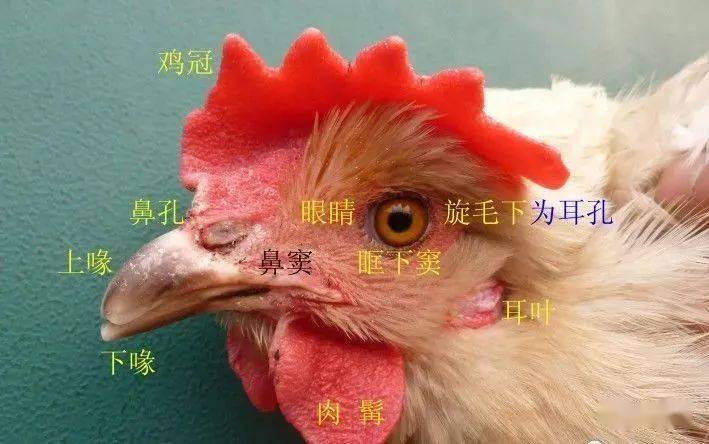 鸡 普旺兽药