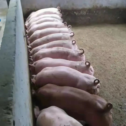 普旺生物 仔猪