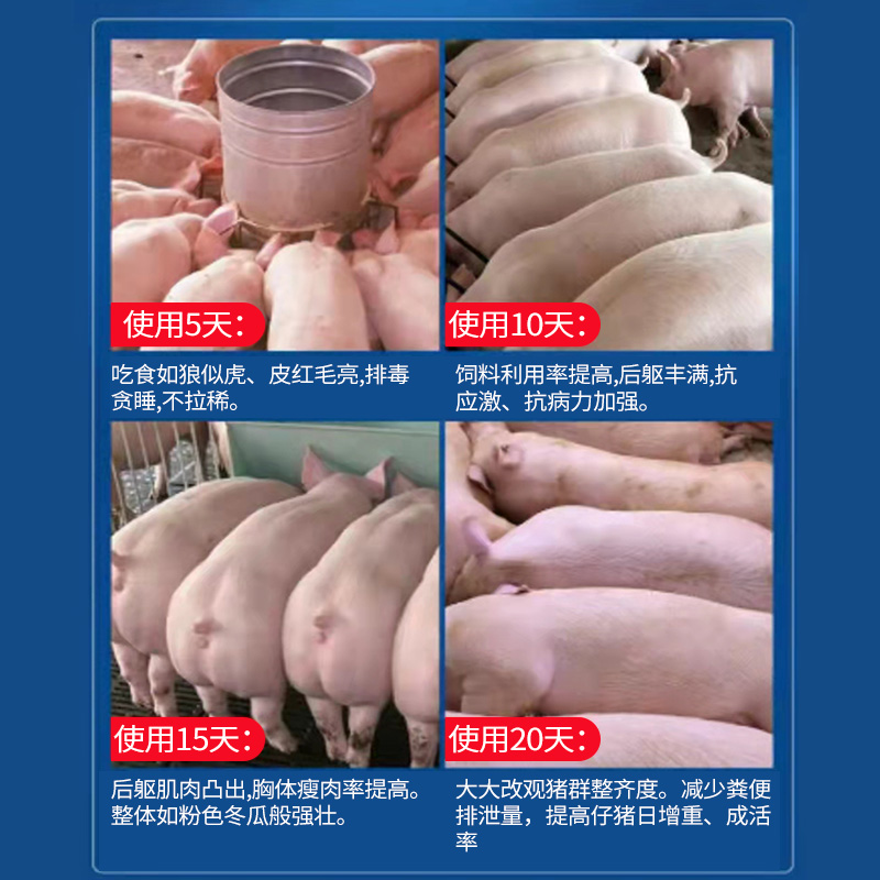 普旺兽药厂家肥大壮效果
