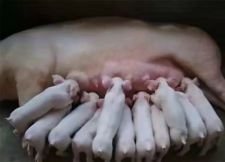 普旺兽药厂家母无忧套餐00
