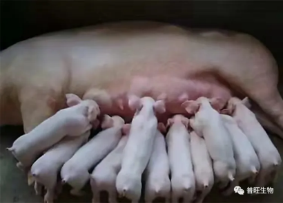 普旺生物 多产 高产