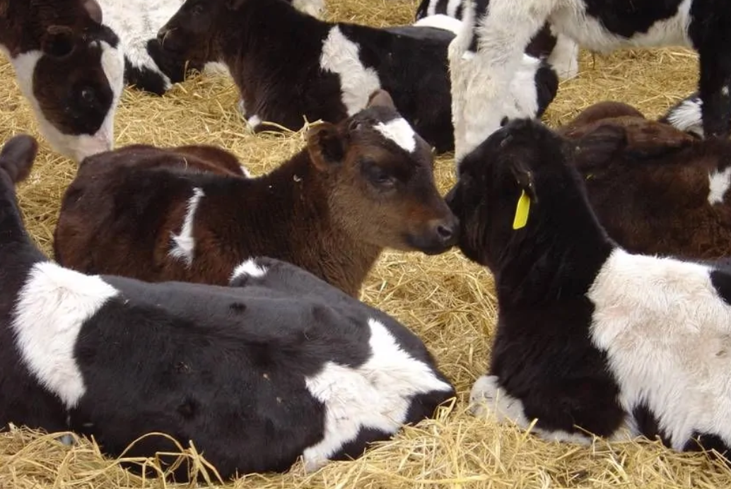 犊牛病毒性腹泻的症状和治疗方法