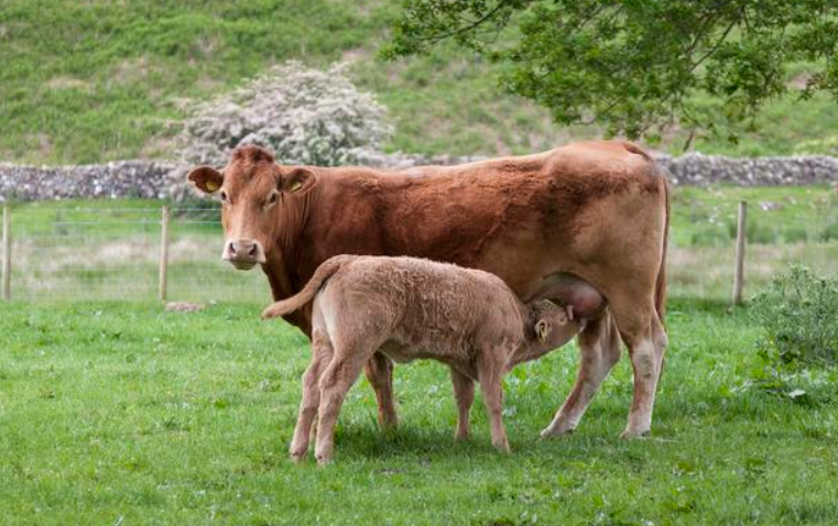 母牛产后保健方案