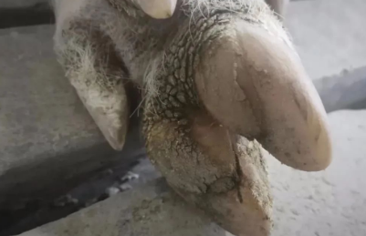 普旺生物 母猪蹄裂