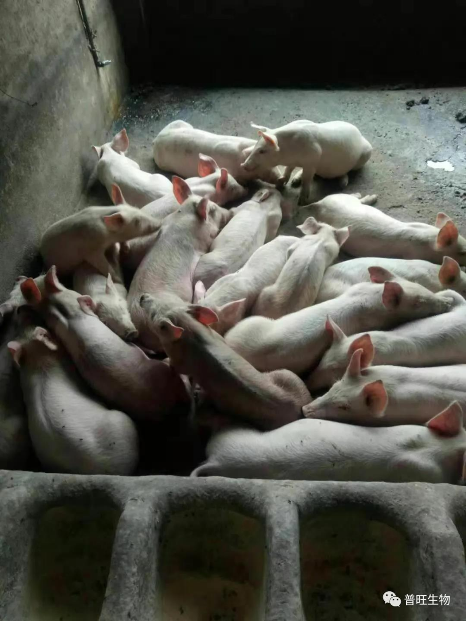 普旺生物 猪仔1