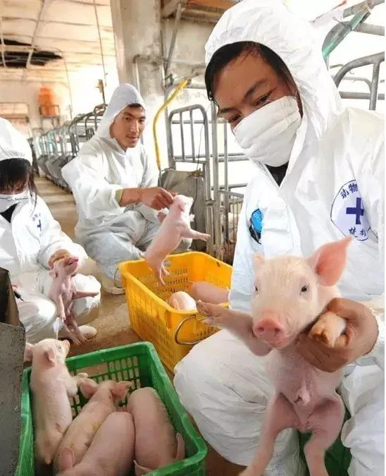 普旺生物 仔猪补铁