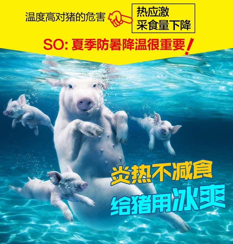 清凉一夏 普旺生物1