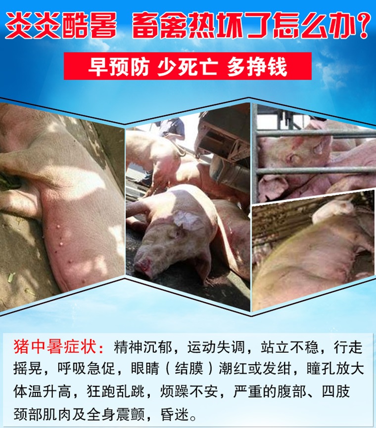 清凉一夏 普旺生物4
