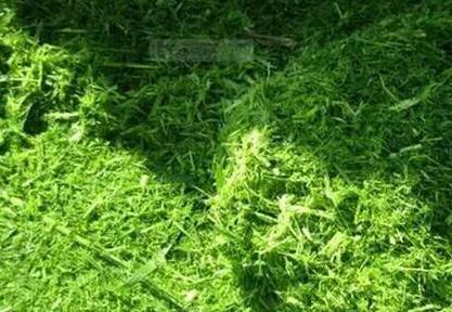 普旺兽药 青贮饲料