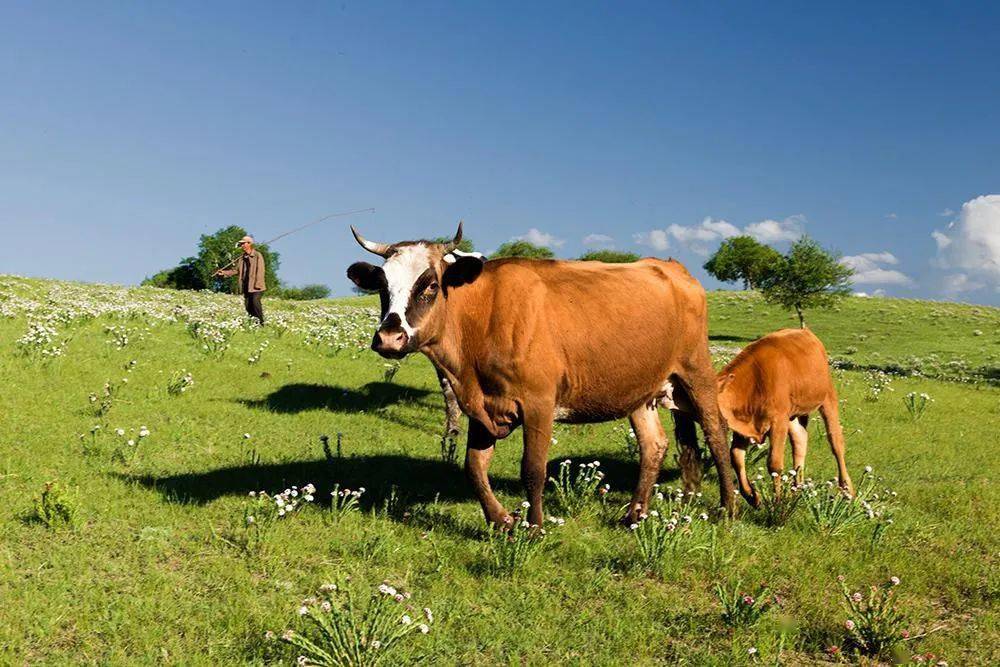 普旺兽药 养牛补贴