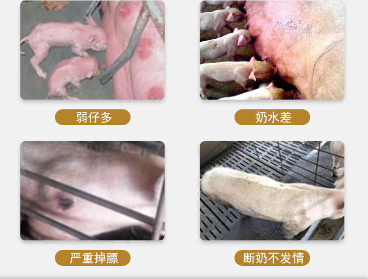 催奶灵散 普旺兽药