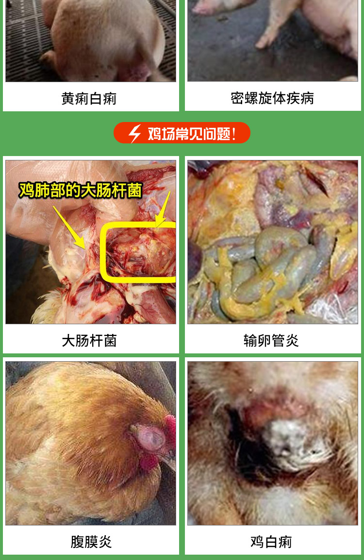 10%包被恩诺沙星可溶性粉 兽用