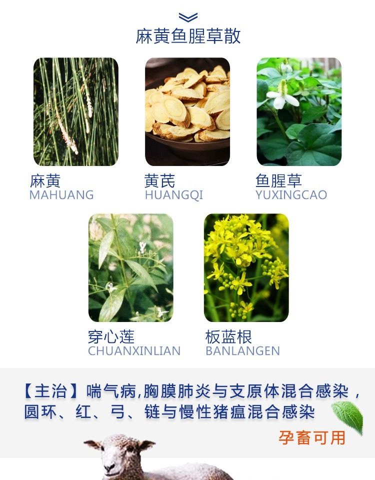 麻黄鱼腥草散