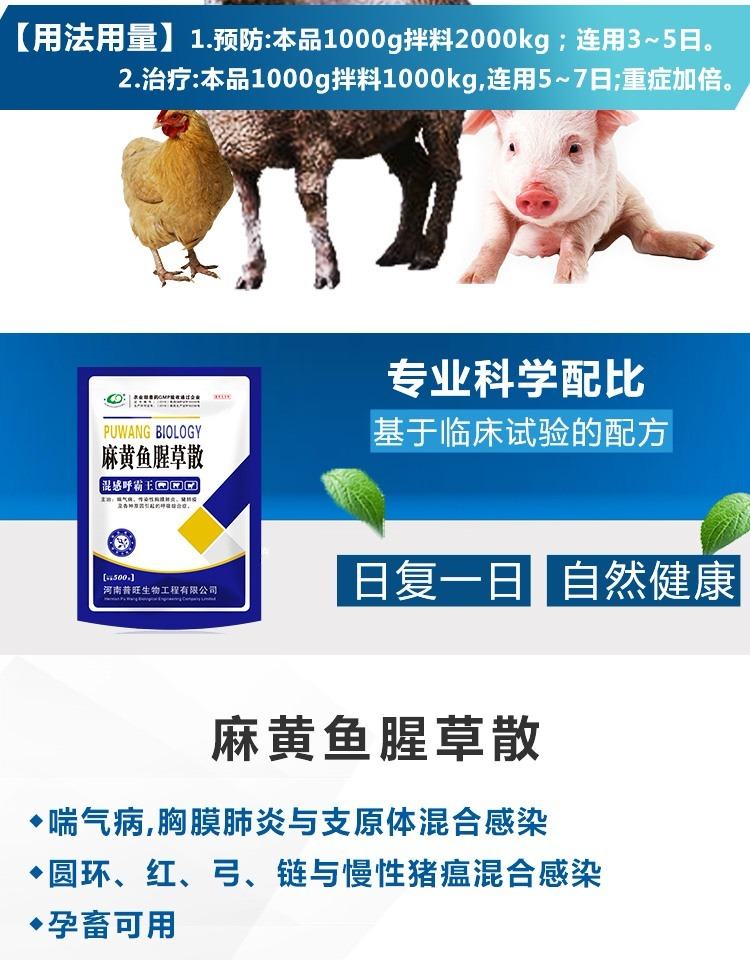 麻黄鱼腥草散
