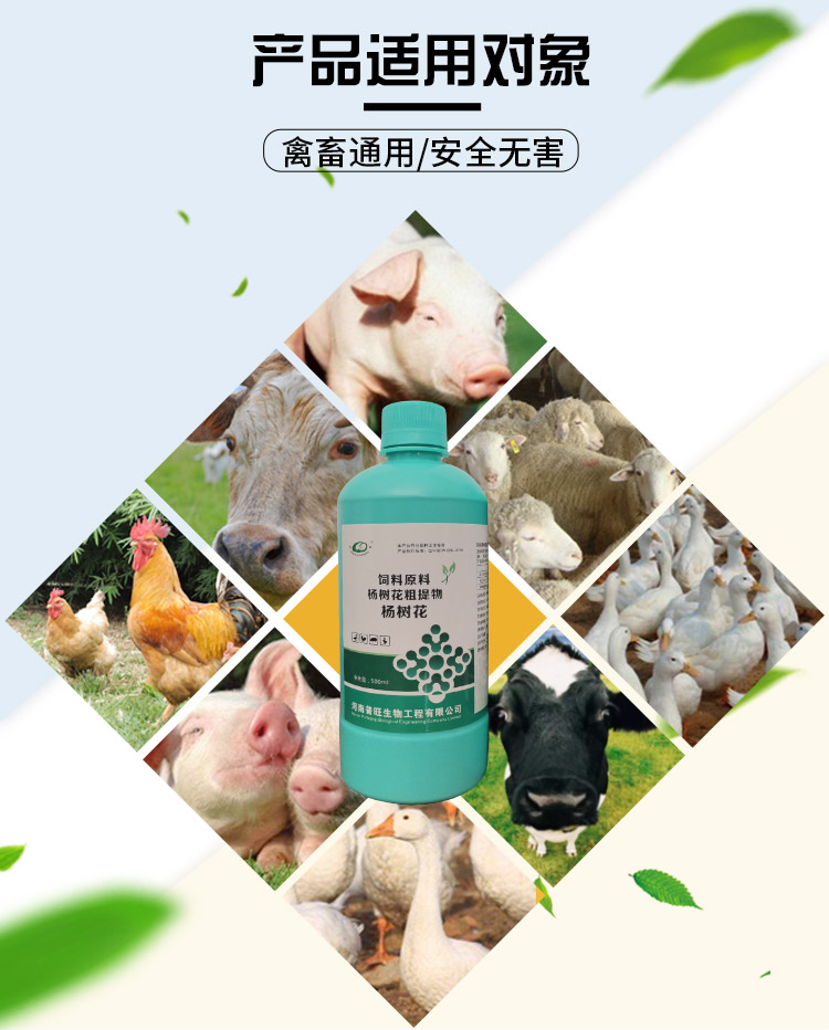 杨3