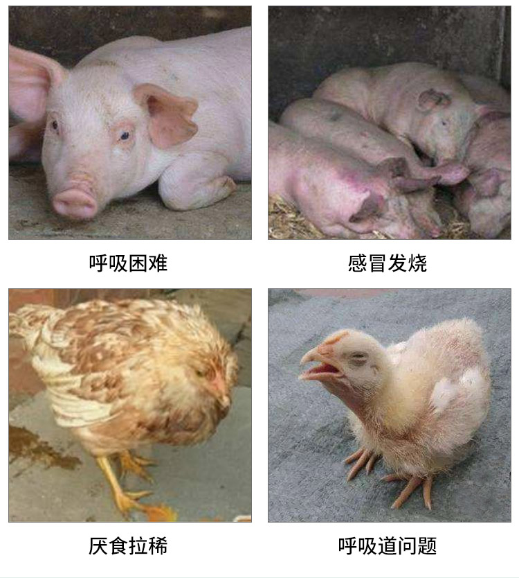 杨5
